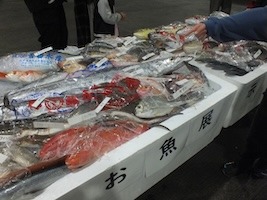 魚の展示