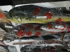 魚の展示